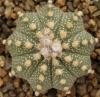 Astrophytum cultivar 'multicostatus' - Кактусы и суккуленты из Харькова от Оли и Сергея Мирошниченко