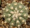 Astrophytum cultivar 'multicostatus' - Кактусы и суккуленты из Харькова от Оли и Сергея Мирошниченко