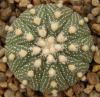 Astrophytum cultivar 'multicostatus' - Кактусы и суккуленты из Харькова от Оли и Сергея Мирошниченко