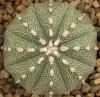 Astrophytum cultivar - Кактусы и суккуленты из Харькова от Оли и Сергея Мирошниченко