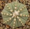 Astrophytum cultivar - Кактусы и суккуленты из Харькова от Оли и Сергея Мирошниченко