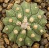Astrophytum cultivar 'multicostatus' - Кактусы и суккуленты из Харькова от Оли и Сергея Мирошниченко