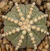 Astrophytum cultivar - Кактусы и суккуленты из Харькова от Оли и Сергея Мирошниченко