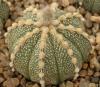 Astrophytum cultivar - Кактусы и суккуленты из Харькова от Оли и Сергея Мирошниченко