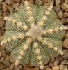 Astrophytum cultivar - Кактусы и суккуленты из Харькова от Оли и Сергея Мирошниченко