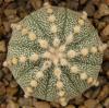 Astrophytum cultivar - Кактусы и суккуленты из Харькова от Оли и Сергея Мирошниченко