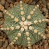 Astrophytum cultivar - Кактусы и суккуленты из Харькова от Оли и Сергея Мирошниченко