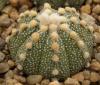 Astrophytum cultivar - Кактусы и суккуленты из Харькова от Оли и Сергея Мирошниченко