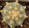 Astrophytum cultivar - Кактусы и суккуленты из Харькова от Оли и Сергея Мирошниченко