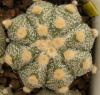 Astrophytum cultivar 'Ooibo' - Кактусы и суккуленты из Харькова от Оли и Сергея Мирошниченко