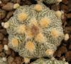 Astrophytum cultivar 'Ooibo' - Кактусы и суккуленты из Харькова от Оли и Сергея Мирошниченко