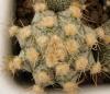 Astrophytum cultivar 'Ooibo' - Кактусы и суккуленты из Харькова от Оли и Сергея Мирошниченко