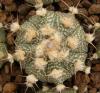 Astrophytum cultivar - Кактусы и суккуленты из Харькова от Оли и Сергея Мирошниченко