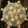 Astrophytum cultivar 'Ooibo' - Кактусы и суккуленты из Харькова от Оли и Сергея Мирошниченко