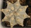 Astrophytum cultivar - Кактусы и суккуленты из Харькова от Оли и Сергея Мирошниченко