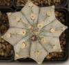 Astrophytum cultivar - Кактусы и суккуленты из Харькова от Оли и Сергея Мирошниченко