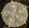 Astrophytum cultivar 'Fukuriyo'  5 ribs - Кактусы и суккуленты из Харькова от Оли и Сергея Мирошниченко