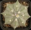 Astrophytum cultivar - Кактусы и суккуленты из Харькова от Оли и Сергея Мирошниченко