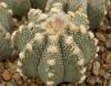 Astrophytum cultivar - Кактусы и суккуленты из Харькова от Оли и Сергея Мирошниченко