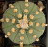 Astrophytum asterias f nudum - Кактусы и суккуленты из Харькова от Оли и Сергея Мирошниченко