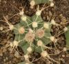 Astrophytum cultivar - Кактусы и суккуленты из Харькова от Оли и Сергея Мирошниченко