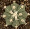 Astrophytum cultivar - Кактусы и суккуленты из Харькова от Оли и Сергея Мирошниченко