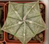 Astrophytum myriostigma - Кактусы и суккуленты из Харькова от Оли и Сергея Мирошниченко