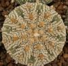 Astrophytum cultivar 'Superkabuto' - Кактусы и суккуленты из Харькова от Оли и Сергея Мирошниченко