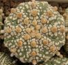 Astrophytum cultivar 'Superkabuto' - Кактусы и суккуленты из Харькова от Оли и Сергея Мирошниченко