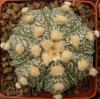 Astrophytum cultivar 'Fukuriyo' - Кактусы и суккуленты из Харькова от Оли и Сергея Мирошниченко