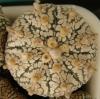 Astrophytum cultivar 'Superkabuto' - Кактусы и суккуленты из Харькова от Оли и Сергея Мирошниченко