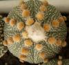 Astrophytum cultivar 'Ooibo' - Кактусы и суккуленты из Харькова от Оли и Сергея Мирошниченко