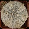Astrophytum CO x SK - Кактусы и суккуленты из Харькова от Оли и Сергея Мирошниченко