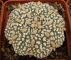 Astrophytum cultivar 'Miracle' - Кактусы и суккуленты из Харькова от Оли и Сергея Мирошниченко