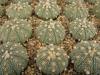 Astrophytum asterias - Кактусы и суккуленты из Харькова от Оли и Сергея Мирошниченко