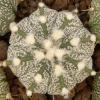 Astrophytum cultivar - Кактусы и суккуленты из Харькова от Оли и Сергея Мирошниченко