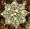 Astrophytum cultivar - Кактусы и суккуленты из Харькова от Оли и Сергея Мирошниченко