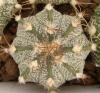 Astrophytum cultivar - Кактусы и суккуленты из Харькова от Оли и Сергея Мирошниченко