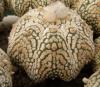 Astrophytum cultivar 'Miracle' - Кактусы и суккуленты из Харькова от Оли и Сергея Мирошниченко