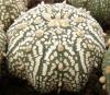 Astrophytum cultivar 'Miracle' - Кактусы и суккуленты из Харькова от Оли и Сергея Мирошниченко