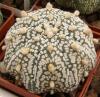 Astrophytum cultivar 'Miracle' - Кактусы и суккуленты из Харькова от Оли и Сергея Мирошниченко