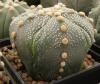 Astrophytum cultivar 'Fukuriyo' SOM511 - Кактусы и суккуленты из Харькова от Оли и Сергея Мирошниченко