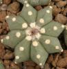 Astrophytum cultivar - Кактусы и суккуленты из Харькова от Оли и Сергея Мирошниченко