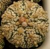 Astrophytum cultivar 'Superkabuto'  gold - Кактусы и суккуленты из Харькова от Оли и Сергея Мирошниченко