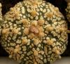 Astrophytum cultivar 'Superkabuto'  gold - Кактусы и суккуленты из Харькова от Оли и Сергея Мирошниченко