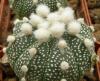 Astrophytum cultivar multiflorum - Кактусы и суккуленты из Харькова от Оли и Сергея Мирошниченко