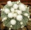 Astrophytum cultivar multiflorum - Кактусы и суккуленты из Харькова от Оли и Сергея Мирошниченко