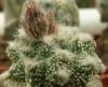 Astrophytum cultivar 'Kikko' SOM5121 - Кактусы и суккуленты из Харькова от Оли и Сергея Мирошниченко