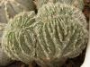 Astrophytum f cristata - Кактусы и суккуленты из Харькова от Оли и Сергея Мирошниченко