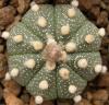 Astrophytum  cultivar - Кактусы и суккуленты из Харькова от Оли и Сергея Мирошниченко